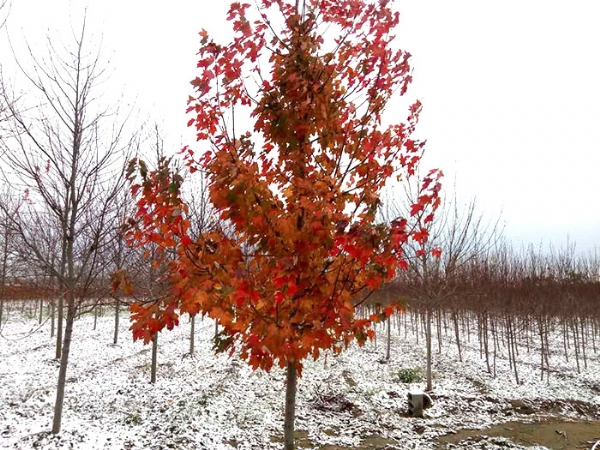 四、購置我們的紅楓后，成活率怎么樣？