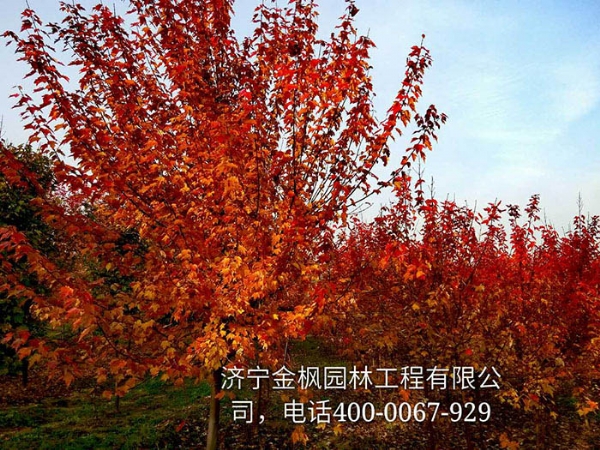 三、購買我們紅楓具體流程是怎么進(jìn)行的？