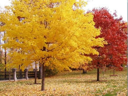 一、我們的紅楓為何能保障在同類產(chǎn)品中價(jià)錢低？